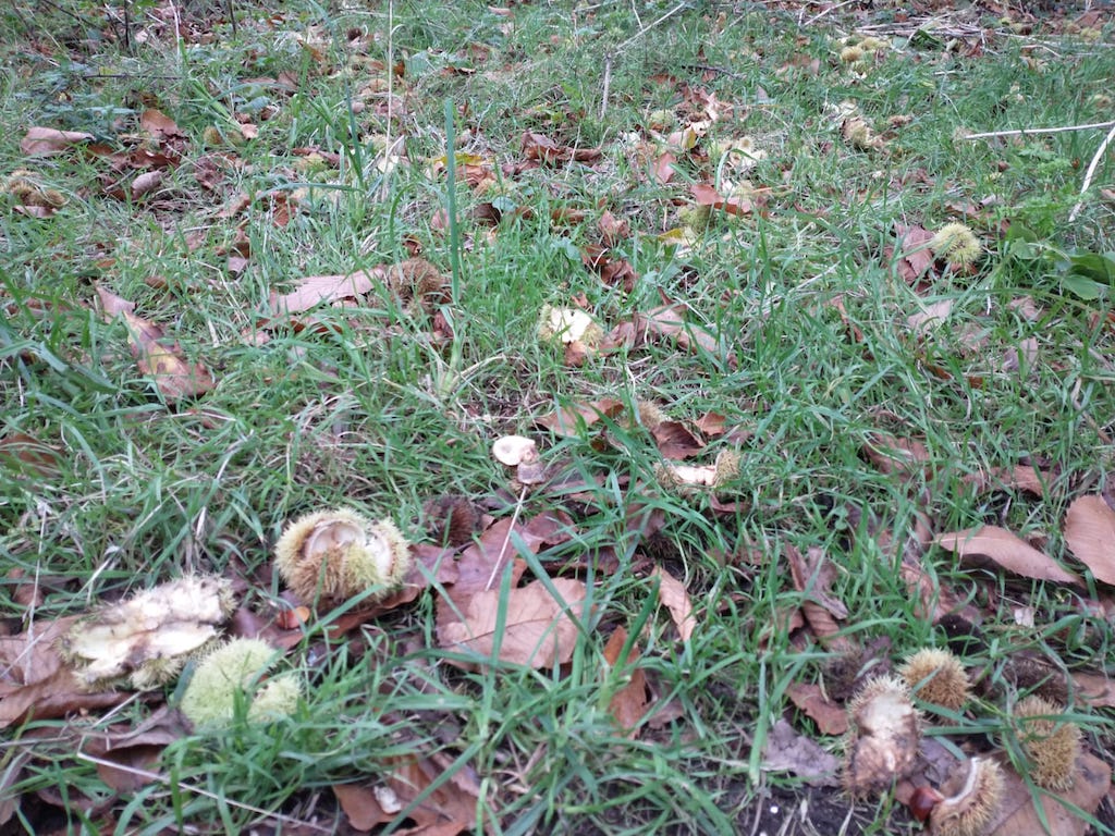 Whole chestnut and the &lsquo;scraps&rsquo; are dropped by the parakeets at the same time