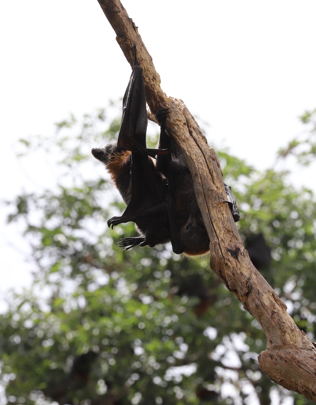 flying fox hanging from a branch against a blurry leafed backgorund and overcast sky