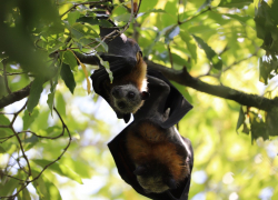 flying fox pup looking at the camera, grey face and large dark eyes.