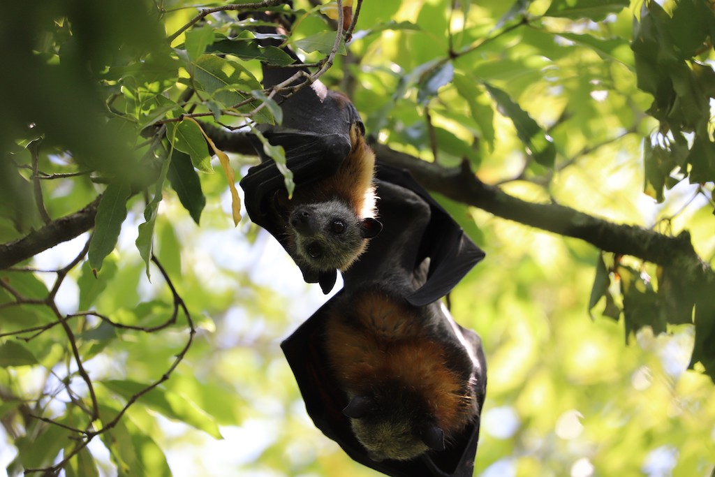 flying fox pup looking at the camera, grey face and large dark eyes.