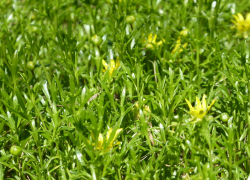 Ranunculis prasinus, the Tunbridge Buttercup