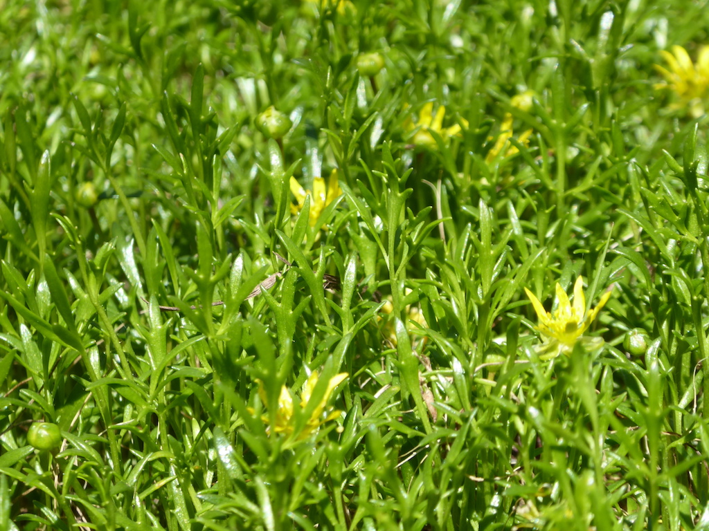 Ranunculis prasinus, the Tunbridge Buttercup