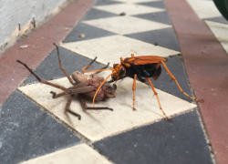 spider wasp and hunstman spider