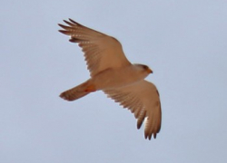 The Grey Falcon we saw in December 2014 from Cameron Corner.  Photograph by Paul Barden