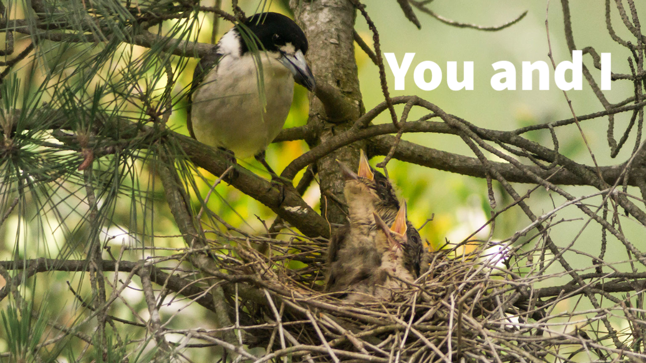 Butcherbird and nest